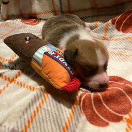 Candy bar - Red male Pembroke Welsh Corgi puppy in Winneconne, Wisconsin from LaLoba’s Corgis