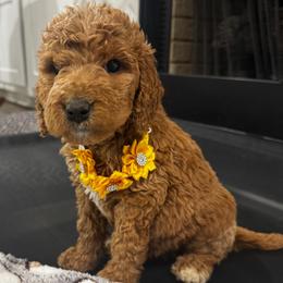 Laugh A Lot Bear - Red  female Goldendoodle puppy in Camden, North Carolina from Oopsie Doodles of NC