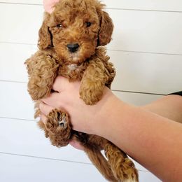 Goldendoodle Puppies from Life_on. Paws