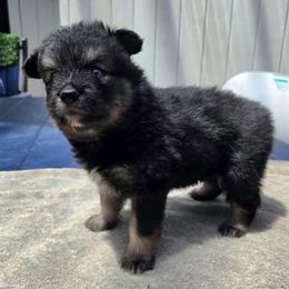 Spencer - Tri-color male Pomsky puppy in New Lenox, Illinois from Illinois Poms