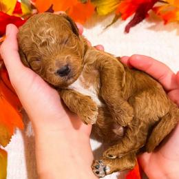 Sage - Red  male Goldendoodle puppy in Kissimmee, Florida from Poodle Doodle Kennels