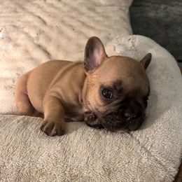 French Bulldog Puppies from Rockstar Kennel