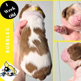 Bubbles - Blenheim female Cavalier King Charles Spaniel puppy in Willmar, Minnesota from Starlite Cavaliers
