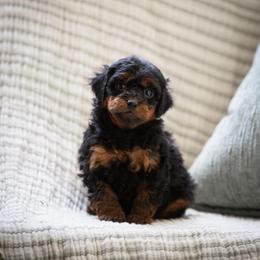 Sadie BLACK PHANTOM FEMALE - Black phantom female Aussiedoodle puppy in Jacksonville, Florida from Lolo’s Aussiedoodle