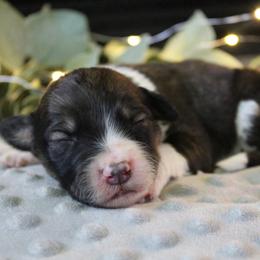Shadow - Sable male Bordoodle puppy in Ashland, Ohio from Cherry Blossom Doodles