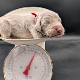 Biff - Silver gray male Weimaraner puppy in Evart, Michigan from Drehbar Weimaraners