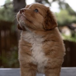Nova Scotia Duck Tolling Retriever puppies from Shireway Tollers