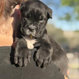 Boy 6 - Black male Cane Corso puppy in Sandia, Texas from OneTime Cane Corso