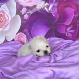 Carl - Cream male Pomeranian puppy in Lyons, Georgia from Its a Poms Life Kennel