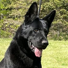 Bruce - German Shepherd