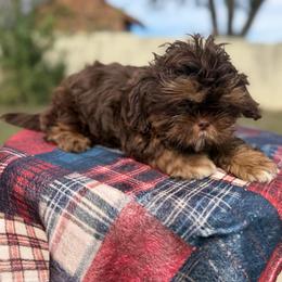 Jameson - Chocolate and tan male Shih Tzu puppy in Russellville, Kentucky from The Patriot Tzu