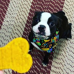 Boston Terrier Puppies from Bonze Boston Terriers