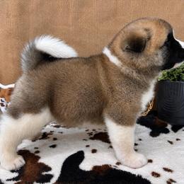 Flag - Fawn male Akita puppy in Chillicothe, Missouri from TLC Akitas