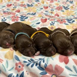 Cocker Spaniel puppies from Dees Cockers, LLC
