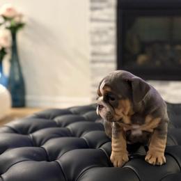 Pepper - Chocolate tri-color female Bulldog puppy in Rockwall, Texas from Lulu’s EB Babies