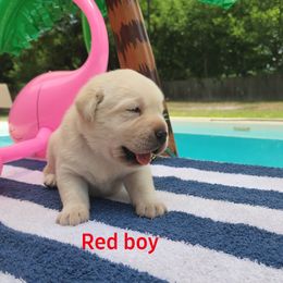 Labrador Retriever Puppies from Texas Finest English Labradors