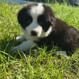 Teddy - Black male Border Collie puppy in Erwin, North Carolina from Herd That Farms