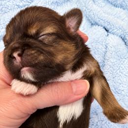 Denim - Tricolor male Shih Tzu puppy in Tallahassee, Florida from Bows and Bow Ties