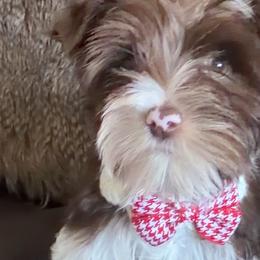 St.Cloud - Parti male Yorkshire Terrier puppy in Prosper, Texas from DaintyDawlz