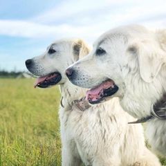 Maremma Sheepdogs from Stoneybrook Working Dogs