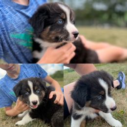 Australian Shepherd Puppies from Henderson Hill Australian Shepherds