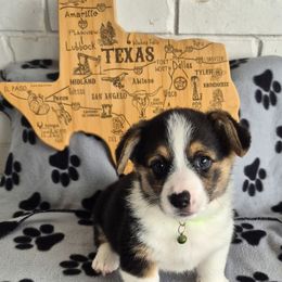 Dallas - Black and tan male Pembroke Welsh Corgi puppy in Springtown, Texas from OneLove Corgi
