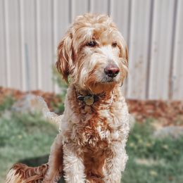 Goldendoodles from Ridgeview Doodles