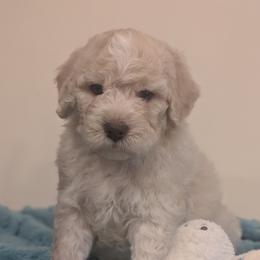 Otello - Orange male Lagotto Romagnolo puppy in Coos Bay, Oregon from Royal and Loyal Lagotto Romagnolo
