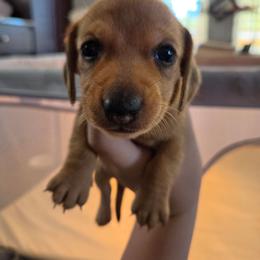Yellow - Red female Dachshund puppy in Lebanon, Missouri from Helping Hands, LLC