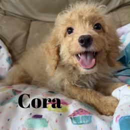 Cora - Buff female Cockapoo puppy in Winnsboro, Texas from Happy Hollow Ranch