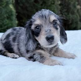 Mindy - Dapple female Dachshund puppy in Richmond, Virginia from Irresistible Dachshunds & Cavaliers