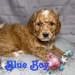 Blue Boy - Apricot Goldendoodle puppy in Excelsior Springs, Missouri from Zoodles Micro Goldendoodles
