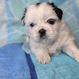 Mary Ann - Black and white female Shichon puppy in Ronda, North Carolina from Willow River