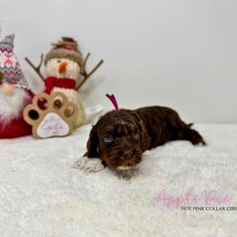 Apple Pie - Brown white and tan female Cockapoo puppy in Oologah, Oklahoma from Timber Hills Poodles and Doodles