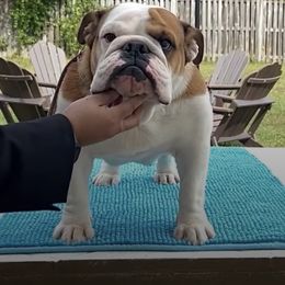 Titi - Bulldog