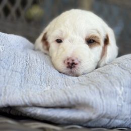 Marshmallow - Parti male Goldendoodle puppy in Brooksville, Florida from Abby’s Standard Goldendoodles