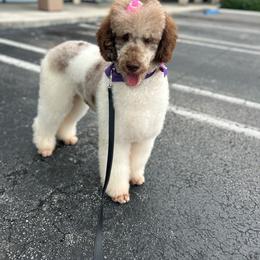 Ivy - Poodle