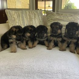 German Shepherd Puppies from Southern Lakes German Shepherds