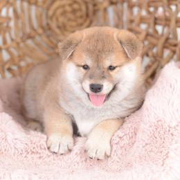 Red Boy - Red male Shiba Inu puppy in Neosho, Missouri from Sunny Terrace Shibas