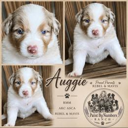 Auggie - Red merle male Australian Shepherd puppy in Magee, Mississippi from Paint ByNumbers Ranch