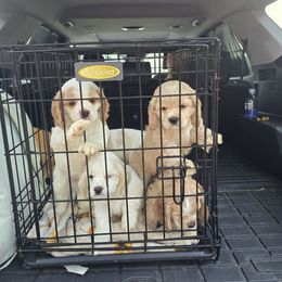Girl 3 - Red and white female Cocker Spaniel puppy in Alford, Florida from Gates Cocker Spaniels