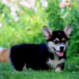 Bixler - Black and tan male Pembroke Welsh Corgi puppy in Pollock, Missouri from Northstar