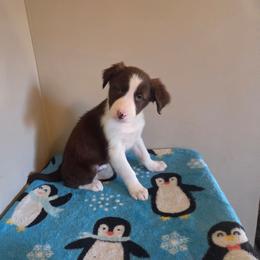 Cleo - Red female Border Collie puppy in Gary, Indiana from Lake Ridge Border Collies