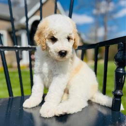 Chocolate Chip - Parti male Pyredoodle puppy in Bowling Green, Ohio from FDF Pyredoodles & Bernedoodles
