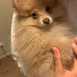 Pomeranian Puppies from Partain Poms