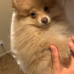 Pomeranian Puppies from Partain Poms