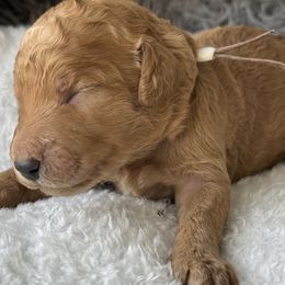 Mr White Collar - Apricot male Poodle puppy in Screven, Georgia from Dreamland Standard Poodles