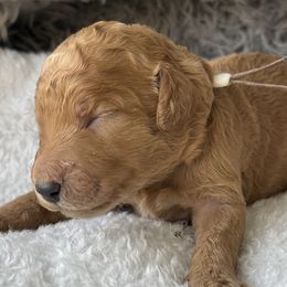 Mr White Collar - Apricot male Poodle puppy in Screven, Georgia from Dreamland Standard Poodles
