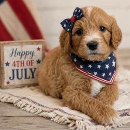 Cindy Bear - Apricot female Goldendoodle puppy in Rocky Point, North Carolina from CelticDoods