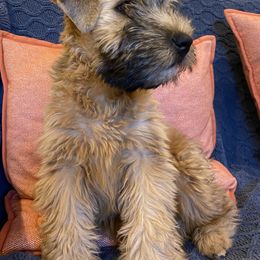 Soft Coated Wheaten Terrier Puppies from Stratford Wheatens